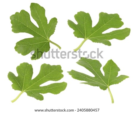 Green fig leaves isolated on white, set