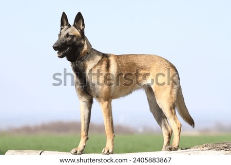 Belgian shepherd dog standing on log Royalty-Free Stock Photo #2405883867
