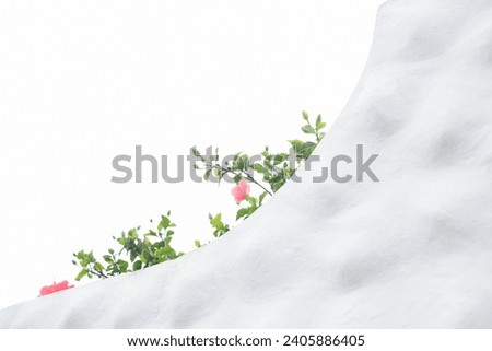 White dots textured wall white sky background green leaves plant pink flowers wallpaper website social media travel blogger influencer social media content brand photography light and airy