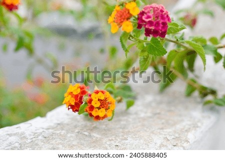 White textured wall background green leaves plant pink yellow red flowers wallpaper website social media travel blogger influencer social media content brand photography light and airy