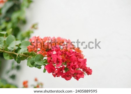 White textured wall background green leaves plant pink orange red flowers wallpaper website social media travel blogger influencer social media content brand photography light and airy