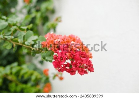 White textured wall background green leaves plant pink orange red flowers wallpaper website social media travel blogger influencer social media content brand photography light and airy