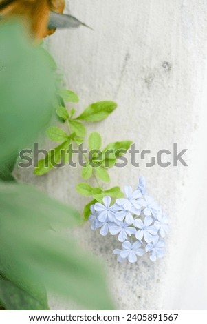 White textured wall background green leaves plant light blue baby blue beautiful flowers wallpaper website social media travel blogger influencer social media content brand photography light and airy