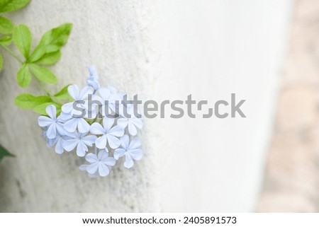 White textured wall background green leaves plant light blue baby blue beautiful flowers wallpaper website social media travel blogger influencer social media content brand photography light and airy
