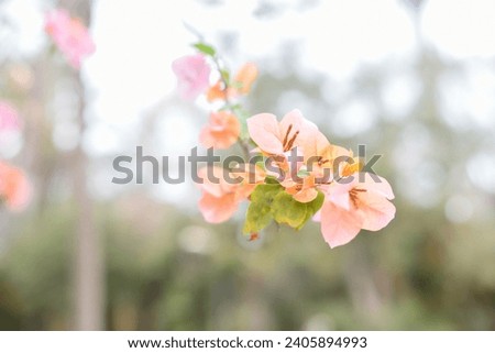 Pink orange blooming flowers blooms branches outdoor landscape background green leaves plant wallpaper website social media travel blogger influencer social media content brand photography light airy
