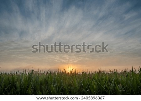 The image showcases a breathtaking sunrise emerging behind a verdant cornfield. The young corn stalks stand tall and fresh, reaching up to the sky, which is adorned with a beautiful array of wispy