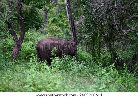 A wild elephant Grazing in a forest 