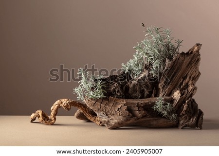 Nature scene with a composition of lavender and dry snags. Neutral beige background for product branding, identity, and packaging. Natural pastel colors. Copy space, front view. Royalty-Free Stock Photo #2405905007
