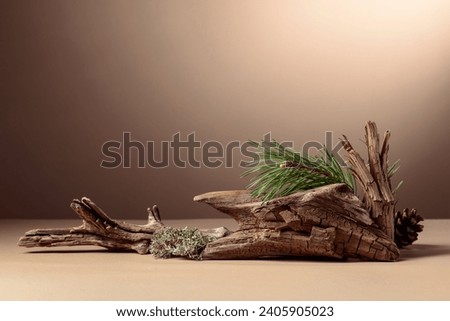 Abstract north nature scene with a composition of lichen, pine branches, and dry snags. Beige background for cosmetics, beauty product branding, identity, and packaging. Copy space. Royalty-Free Stock Photo #2405905023