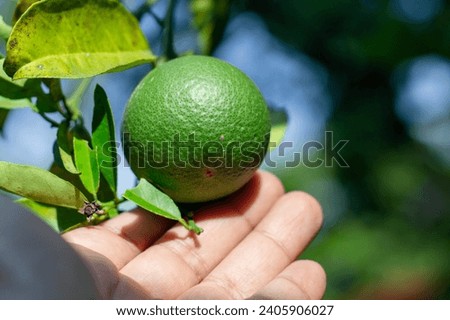 farmer's hand collecting an orange fruit from a tree in the forest