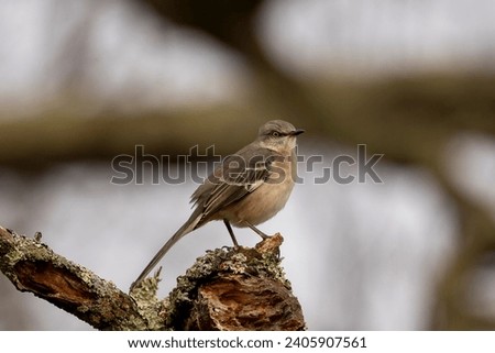 Northern Mockingbird perched on a broken tree branch