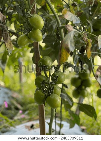 A picture of Green Raw tomatoes in agricultural field