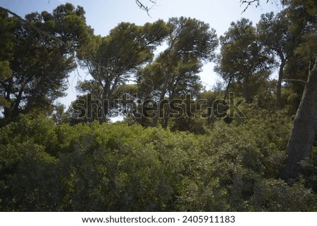 raw photos of view of a tall leaning eucalyptus trees in a forest 