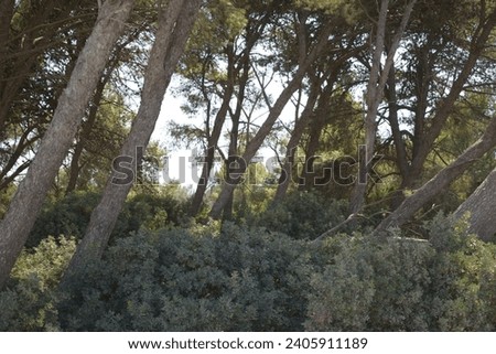 raw photos of view of a tall leaning eucalyptus trees in a forest 