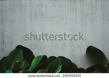 Banana leaves and white wall background.