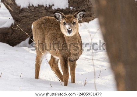 All Fluffed Up, a young White Tailed Deer fawn (Odocoileus virginianus) uses a think winter coat of fur to protect against bitter cold. Snow cover makes it difficult to forage for food. Young cervid Royalty-Free Stock Photo #2405931479