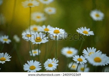 Lush flowering daisies in the meadow.
