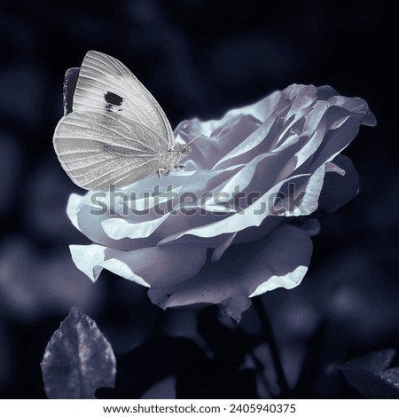 A tea rose and butterfly 