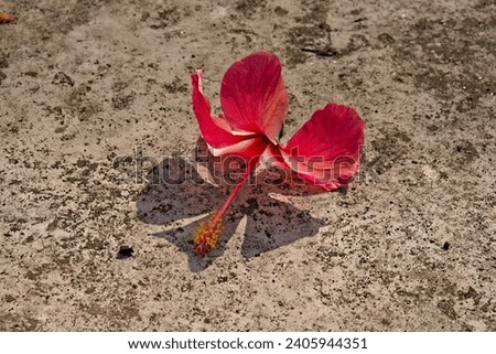 picture of a fallen red hibiscus flower in ground