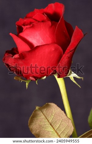 Red rose standing on dark texture background - Vertical picture