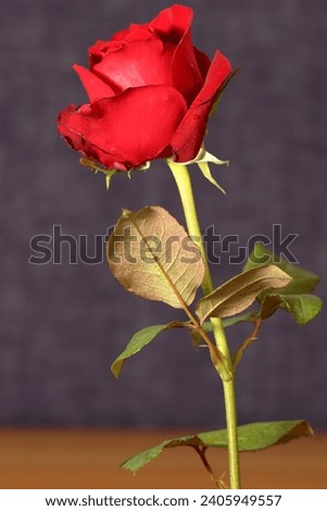 Red rose standing on dark texture background - Vertical picture