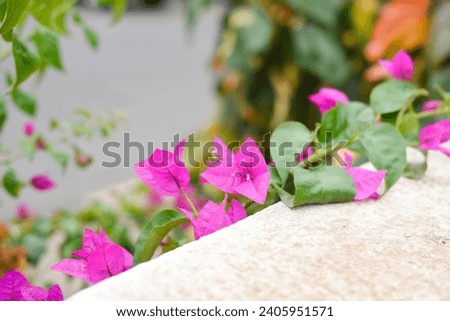 Pink purple blooming flowers blooms branches outdoor landscape background green leaves plant wallpaper website social media travel blogger influencer social media content brand photography light airy
