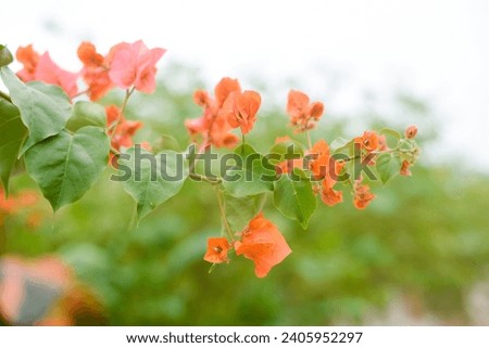 Orange blooming flowers blooms branches outdoor landscape background green leaves plant wallpaper website social media travel blogger influencer social media content brand photography light airy
