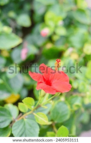 Red blooming flowers blooms branches outdoor landscape background green leaves plant wallpaper website social media travel blogger influencer social media content brand photography light airy
