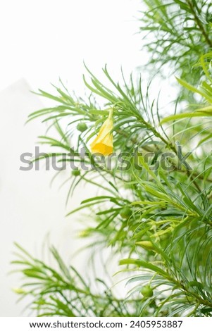 Yellow blooming flowers blooms branches outdoor landscape background green leaves plant wallpaper website social media travel blogger influencer social media content brand photography light airy
