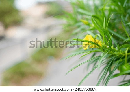 Yellow blooming flowers blooms branches outdoor landscape background green leaves plant wallpaper website social media travel blogger influencer social media content brand photography light airy