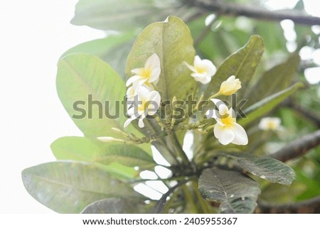 White yellow blooming flowers blooms branches outdoor landscape background green leaves plant wallpaper website social media travel blogger influencer social media content brand photography light airy