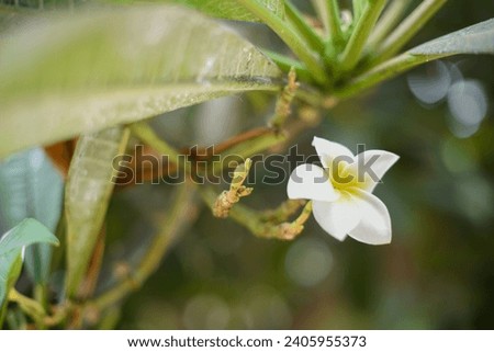 White yellow blooming flowers blooms branches outdoor landscape background green leaves plant wallpaper website social media travel blogger influencer social media content brand photography light airy