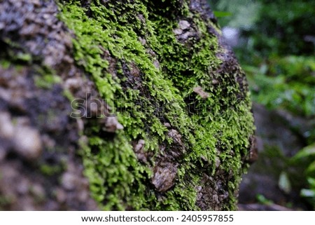 Green moss growing on the rock of water fall in tropical rain forest. Wildlife Sanctuary of Thailand