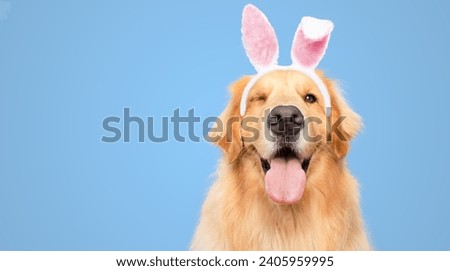 Happy Golden retriever dog bunny dressed ears rabbit easter holiday on blue background isolated blink