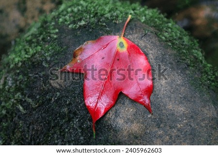 A maple leaf resting on a rock with green lemongrass.
