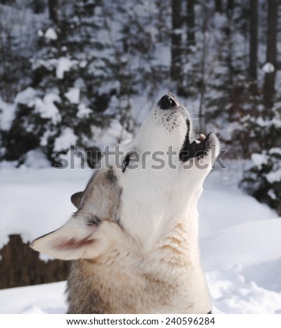 Laika the dog howls at the background of snow in the winter woods on the nature in the mountains