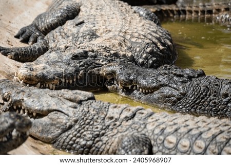 Crocodile in close-up in the water. Crocodile farm. Tourist attractions on in Africa. A powerful predator with big teeth.