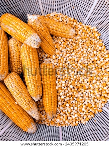Cobs of maize sweet corn on the cob yellow whole ear-maize organic ear-corn  fresh sweetcorns zea mays makka bhutta closeup mazorca maiz image espiga milho picture epi mais stock photo
