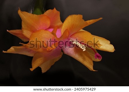 Macro of an orange pink Christmas Cactus done as a photo merge to get large depth of field and detail of the petals, stamen and pollen set on a dark background