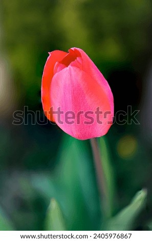 Macro of single pink Tulip done as a photo merge to get large depth of field and detail of the petals, s set on a dark green bokeh background