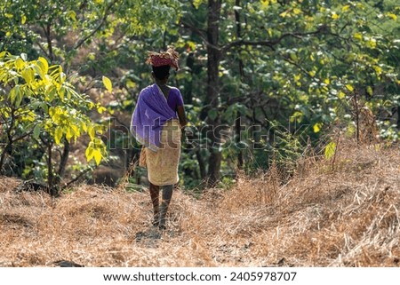 Indian tribal woman dressed in colourful attire collecting carrying woods in a dense forest Royalty-Free Stock Photo #2405978707