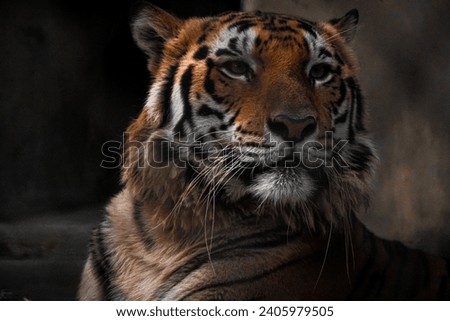 Royal Bengal Tiger in Alipore Zoo