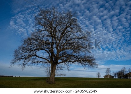 Single oak tree and deep blue sky with white cumulus clouds over Bavarian village with trees in Chiemgau, Germany