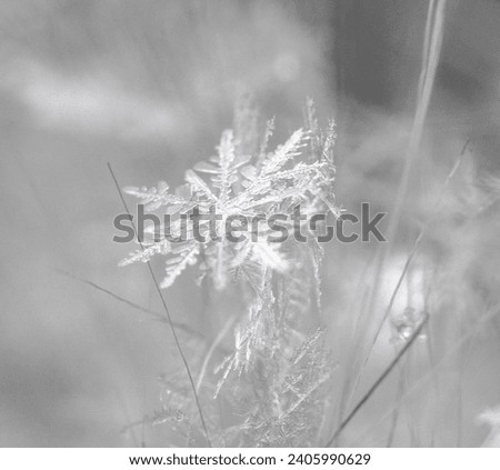 One single snowflake up close macro image taken in a fluffy Pom of a winter hat in Colorado USA 2023 no stacking photo isolated, no people, white background