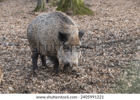Wild boar - Sus scrofa - in the forest and by the in its natural habitat. Photo of wild nature. Royalty-Free Stock Photo #2405991221