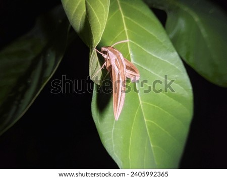 Theretra oldenlandiae, the impatiens hawkmoth, taro hornworm or white-banded hunter hawkmoth, is a member of the family Sphingidae.