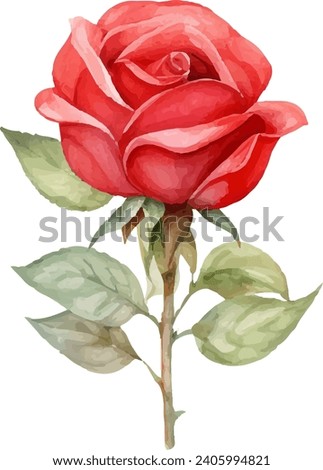 watercolor red rose isolated on white background. vector illustration