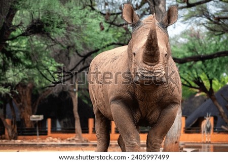 Wild african animals. Portrait of a male bull white Rhino grazing in Etosha National park, Namibia.  Royalty-Free Stock Photo #2405997499