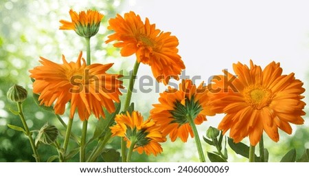A blooming flower of Calendula, flowers closeup isolated on a blurred garden background