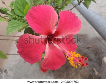 The new best jaba flower image photography. This is the most popular and beautiful flower in our country. Nice flower photography  